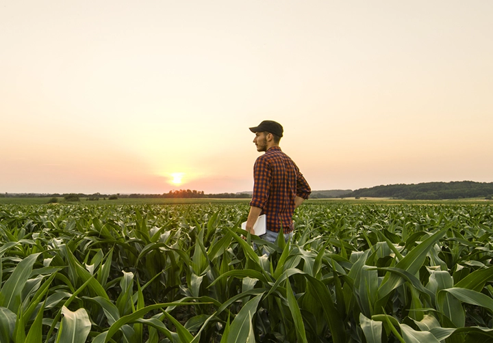 Man walking in corn field.