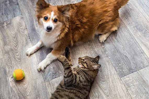 Dog and Cat Play with Ball